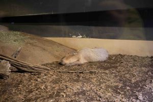 カピバラ　231210 (1 - 1)